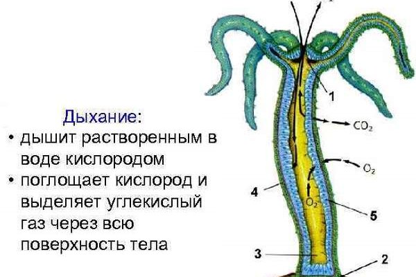 Кракен ссылка работает